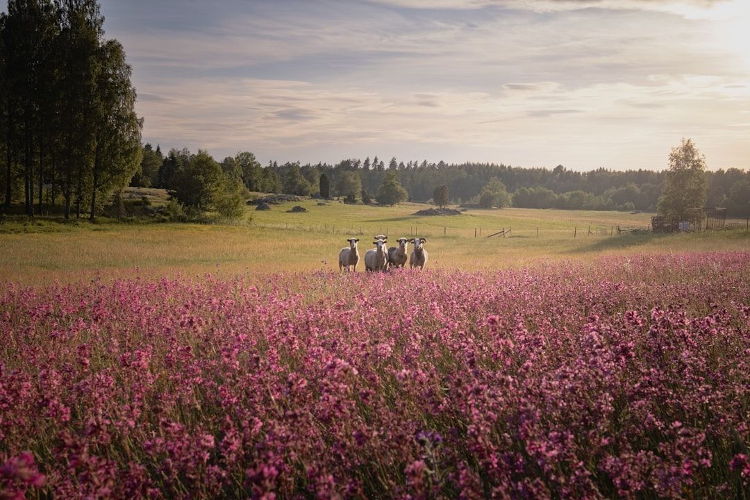 Sweden countryside nature landscape